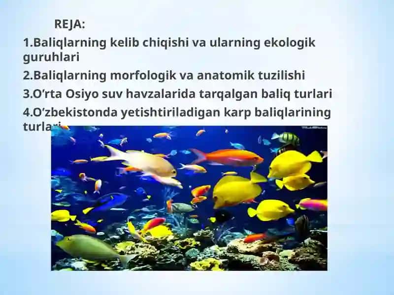 O’rta Osiyo suv havzalarida ucgraydigan baliq turlari va ularning ekologik guruhlari 2