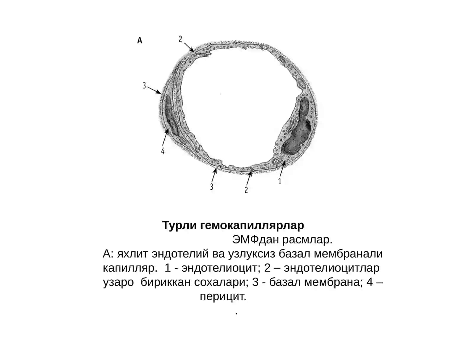 Каттатомиринингэндотелийси 2