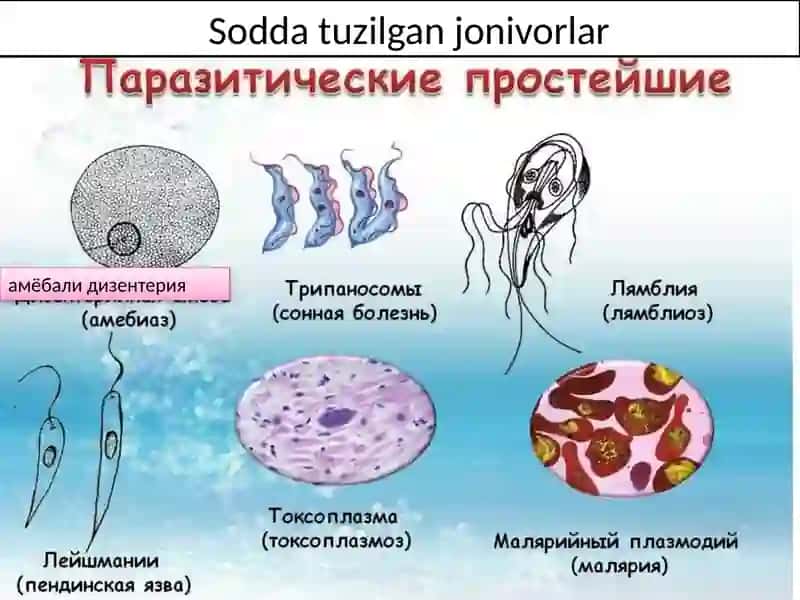 Протозооларга қарши моддалар 2