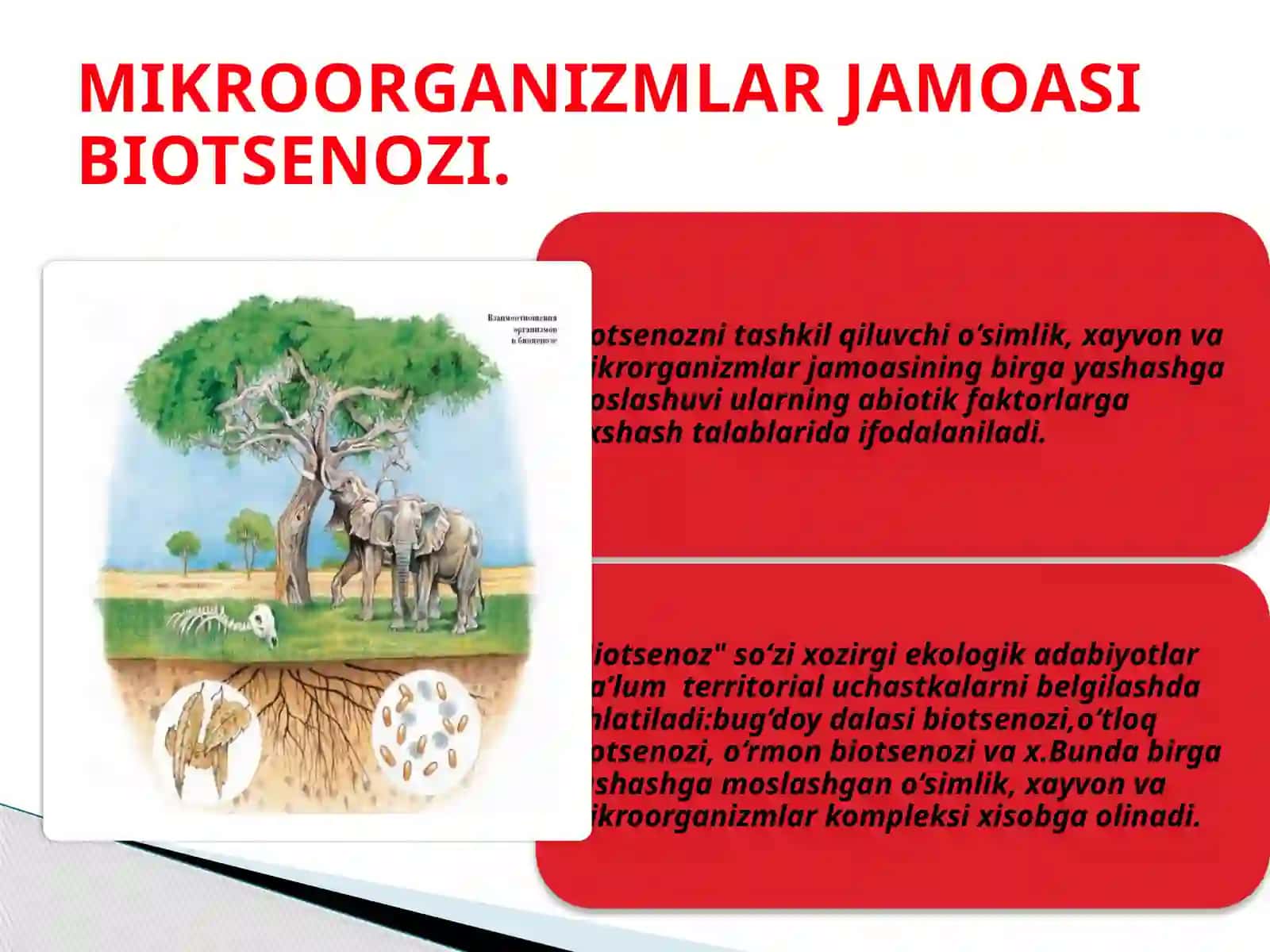 Biotsenoz.Biogeotsenekotizmlarningtuzilmalarivahususiyatlari.Ekotizmlarnio’zgarishisuksessiyahodisasi 2