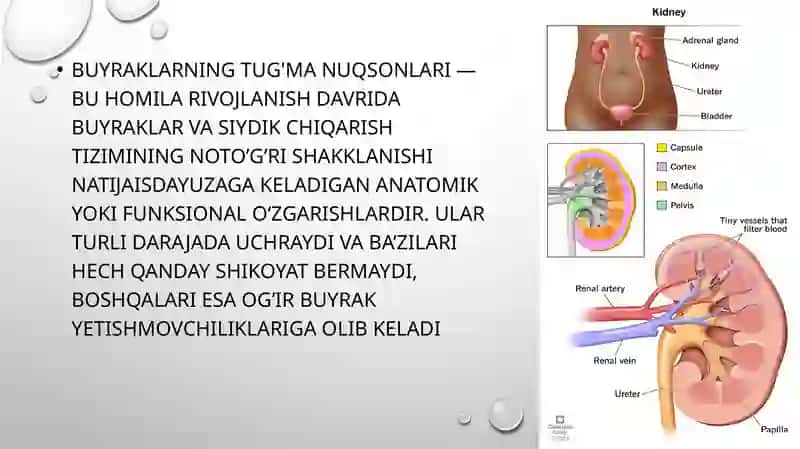 Buyraklarning tug’man uqsonlari 2