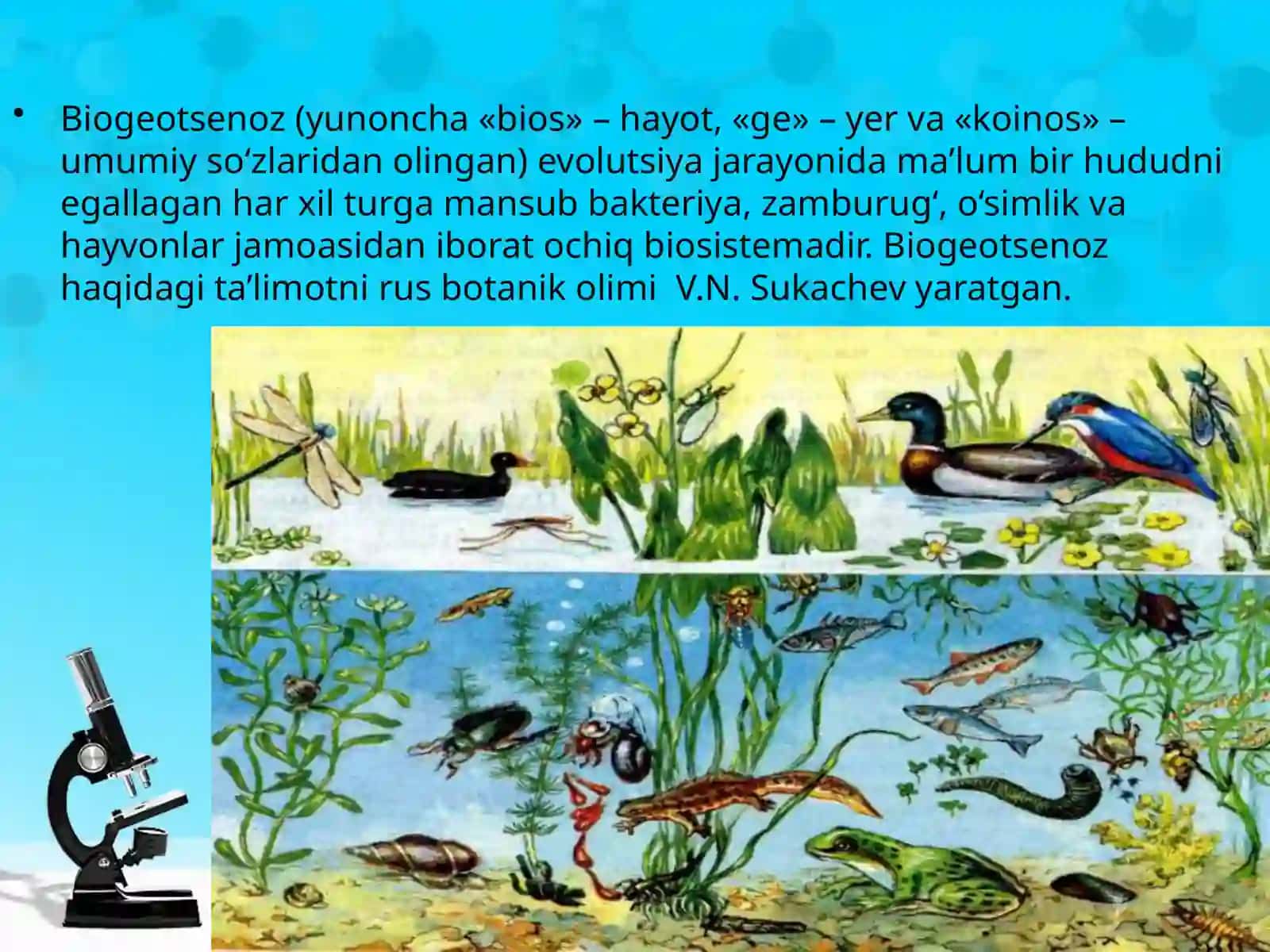 11-sinf Biologiya dars ishlanma. Hayotning ekosistema darajasi xususiyatlari. Biogeotsenoz - biologik sistema 2