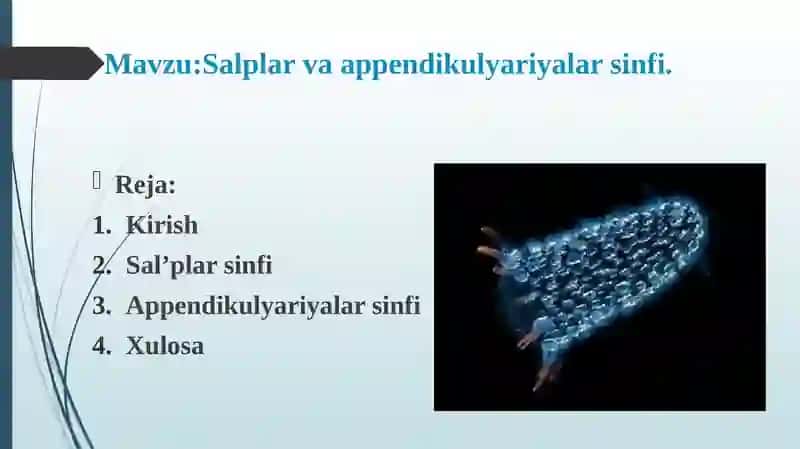 Salplar va appendikulyariyalar sinfi 2