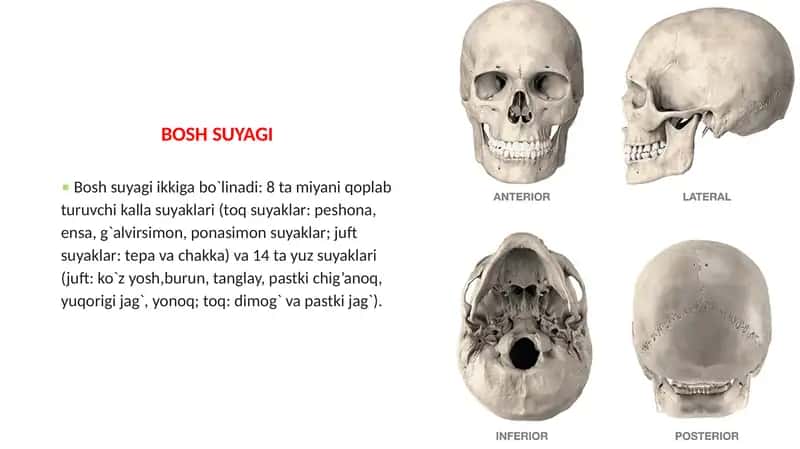 Anatomiya (BOSH SUYAGI) 2