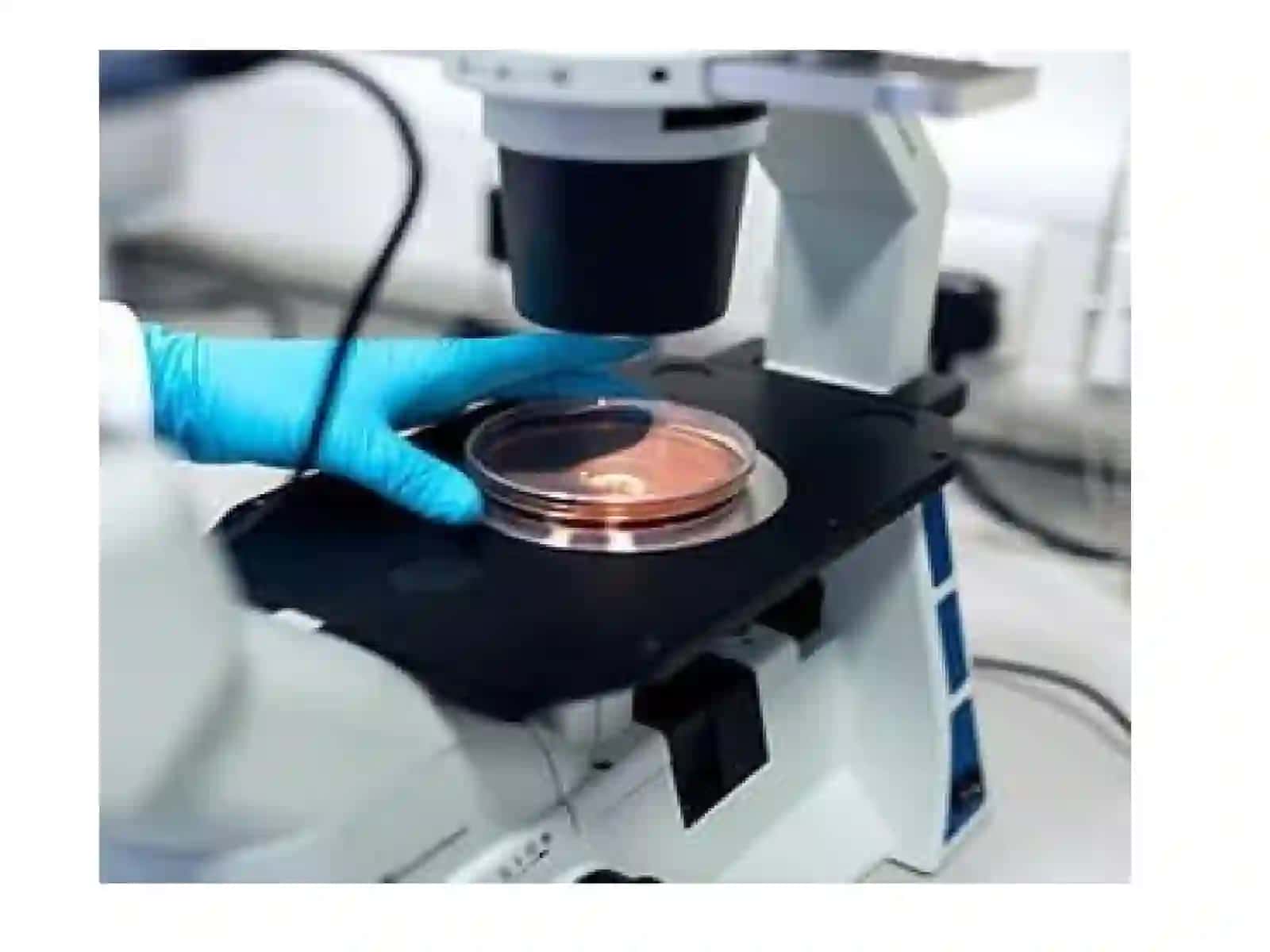 Laboratoriya hayvonlariga mikroorganizmlarni eksperimental yuqtirish usullari 2