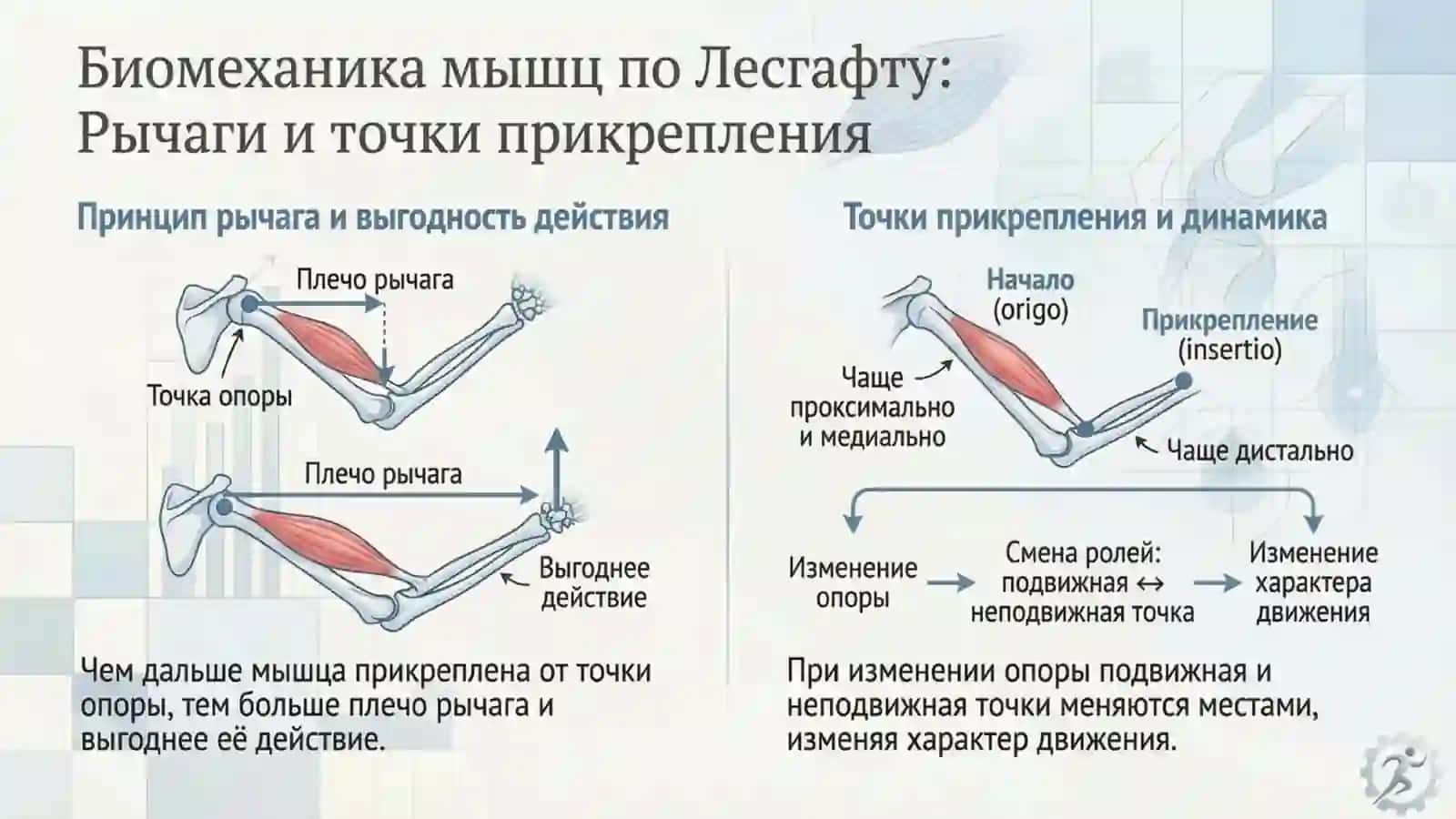 биомеханика мышц 2