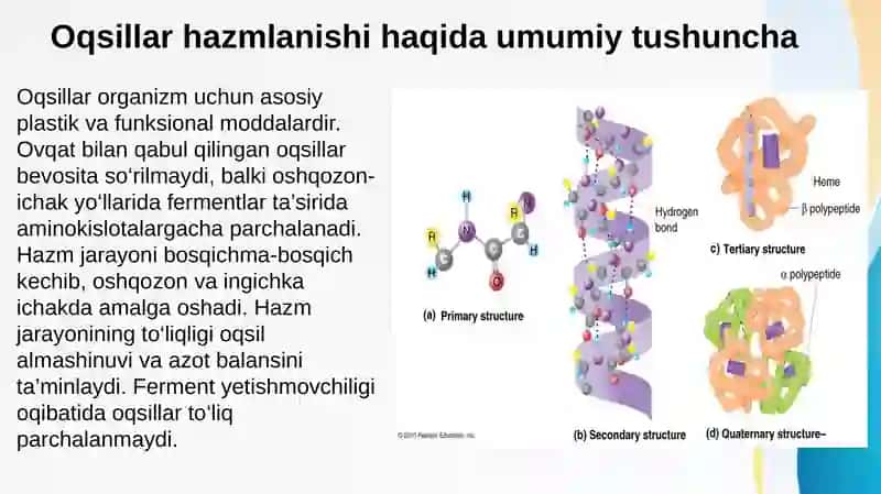 Oqsillar hazmlanishi va soʻrilishi. Aminokislotalar almashinuvini umumiy yoʻllari 2