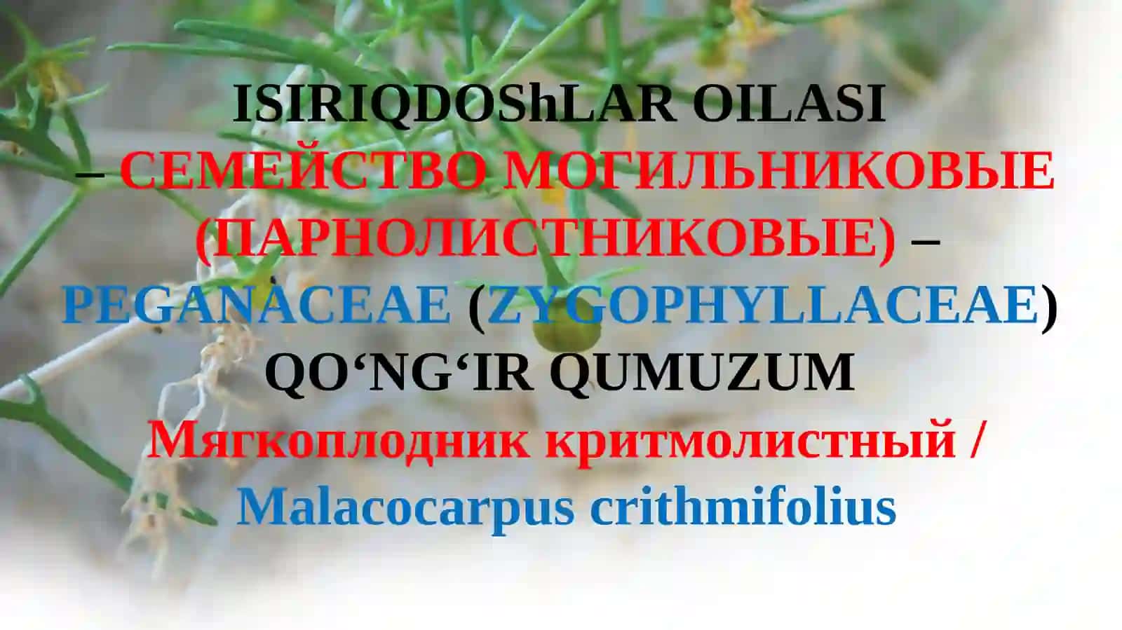 Мягкоплодник критмолистный/Malacocarpus crithmifolius 2