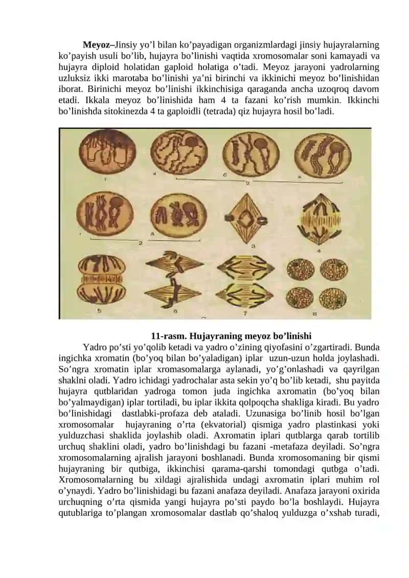Yadro tuzilishi va hujayraning bo’linishi 2