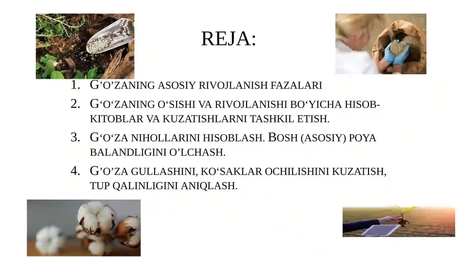 G’o’za,bug’doyvaboshqaekinlardafenologikkuzatuvlarniolibborish 2