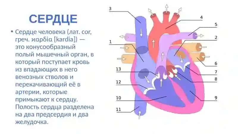 КадировЖавахир 2