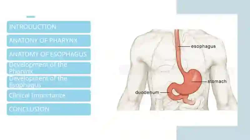 Digestive system. Pharynx and esophagus, development, wall structureandfunction 2