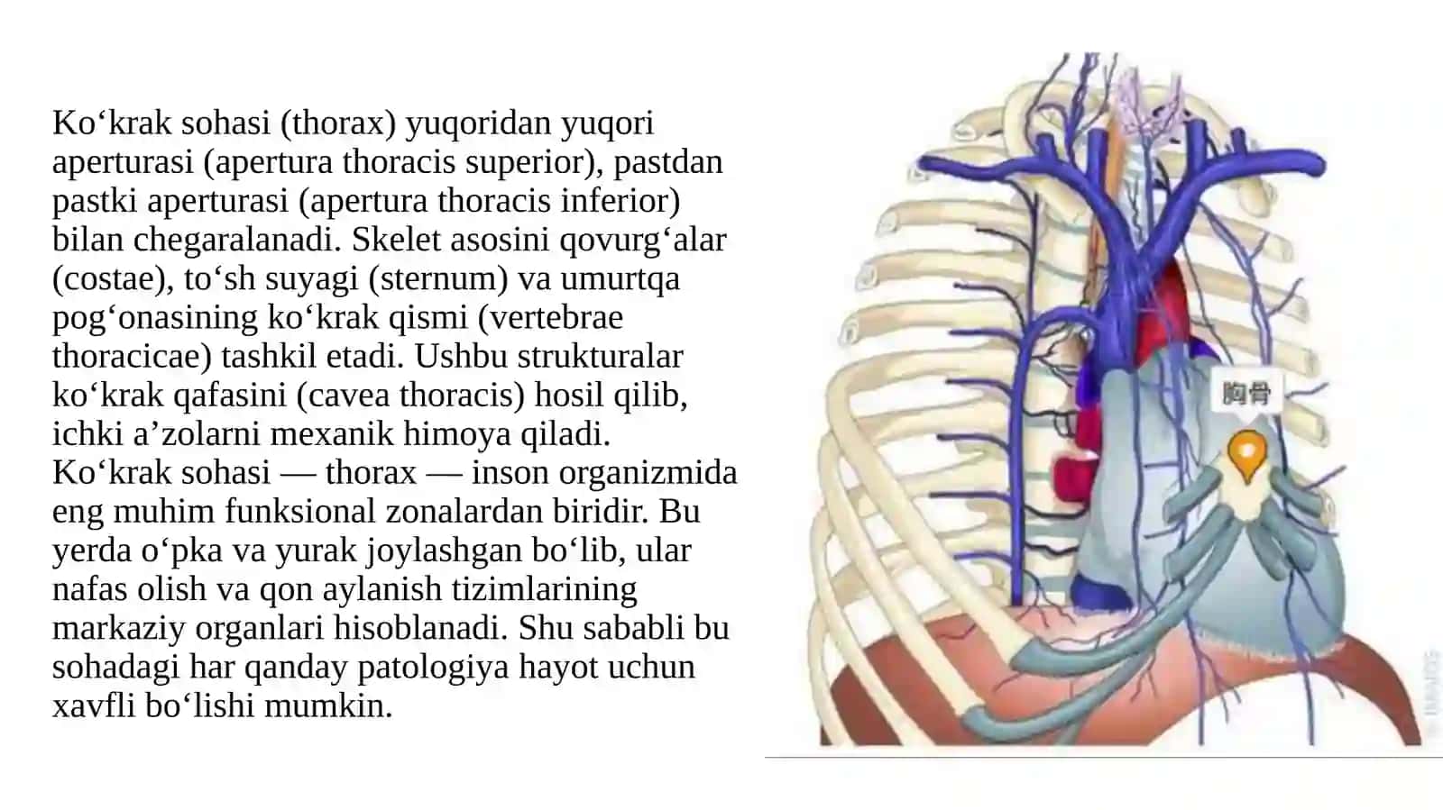 Ko‘krak sohasi ning klinika anatomiyasi 2