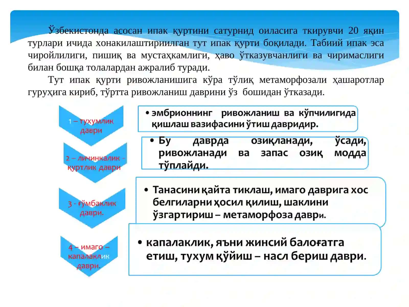 Тут ипак қурти биологияси 2