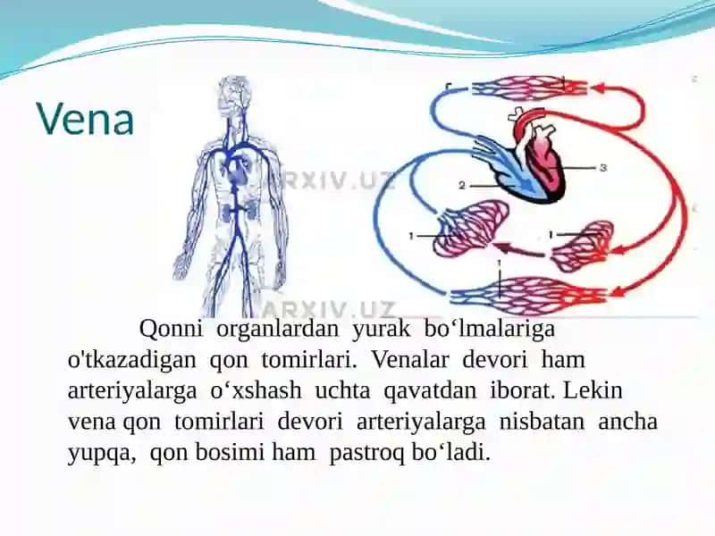 TOMIRLAR SISTEMASI, QON AYLANISH DOIRALARI HAQIDA MA’LUMOT 2