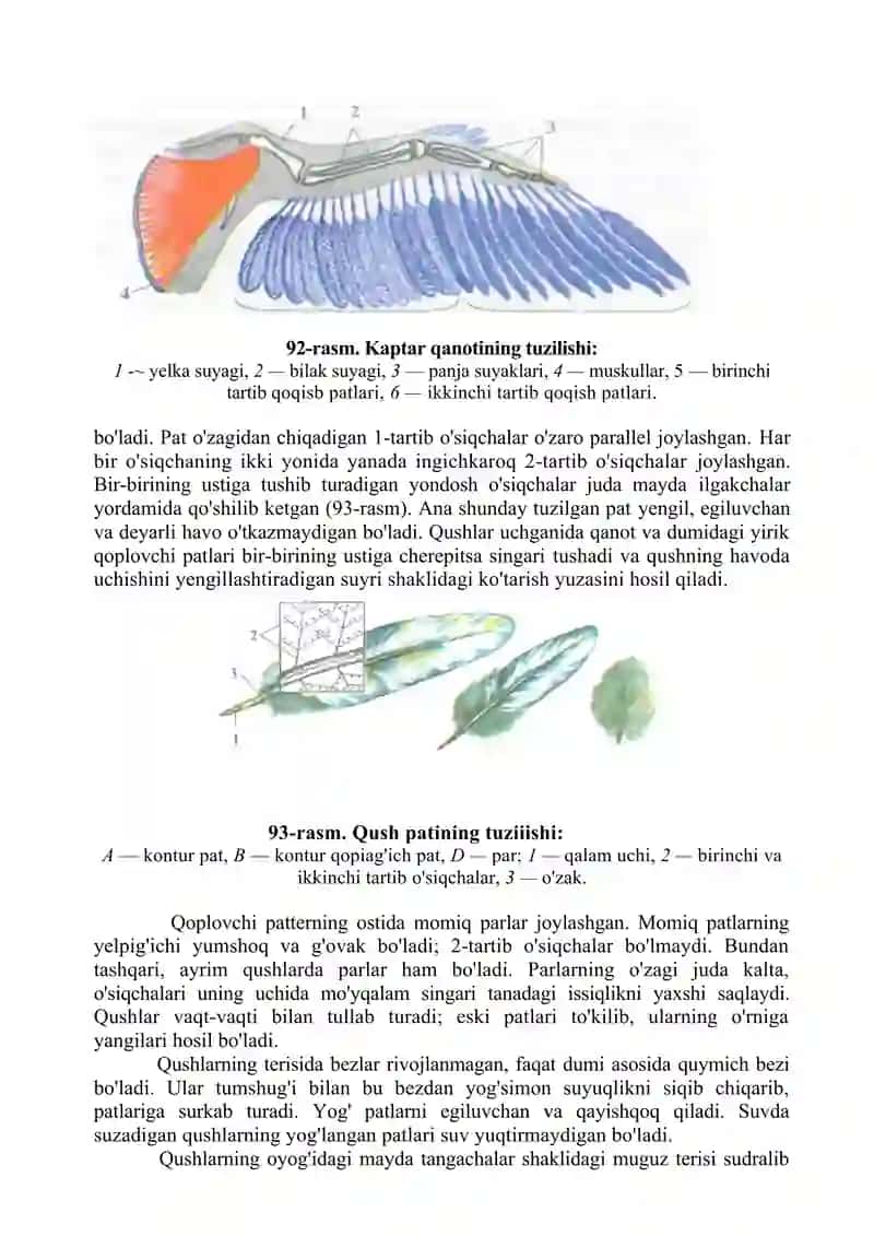 Qushlar sinfi 2
