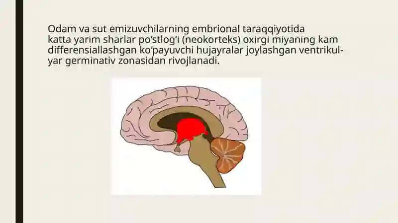 Bosh miya postlogi morfogenezi 2