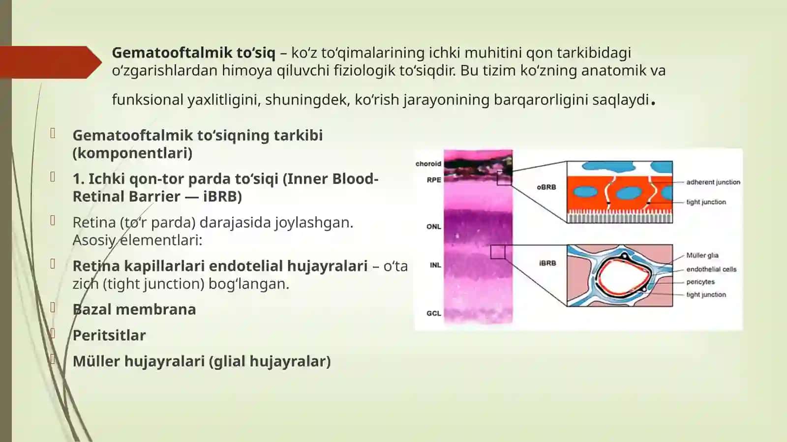 Gematooftalmik to‘siq – ko‘z to‘qimalarining ichki muhitini qontarkibidagi o‘zgarishlardan himoya qiluvchi fiziologik to‘siqdir 2