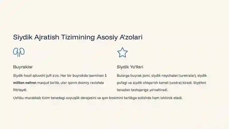 Siydik Ajratish Tizimi: Inson Tanasi Suv Tozalash Fabrikasi 2