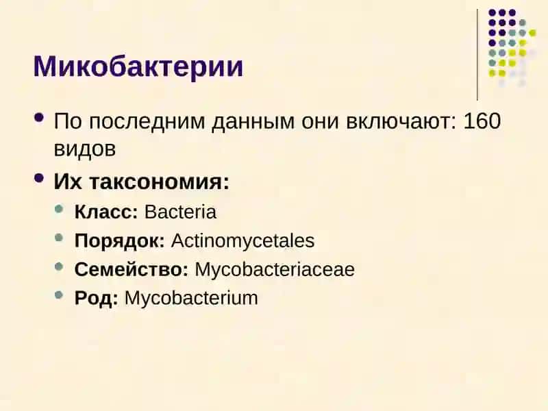 Микобактерии 2