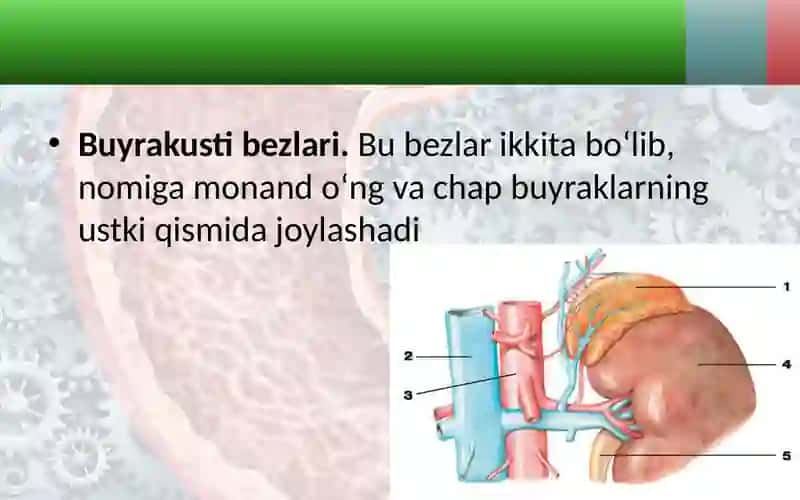 Buyrakusti 2