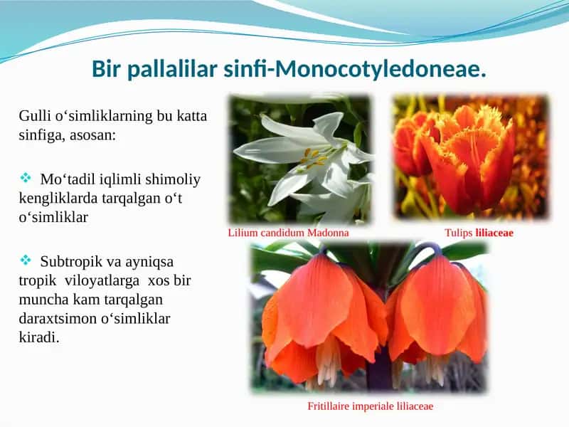 Earth Presentation 2