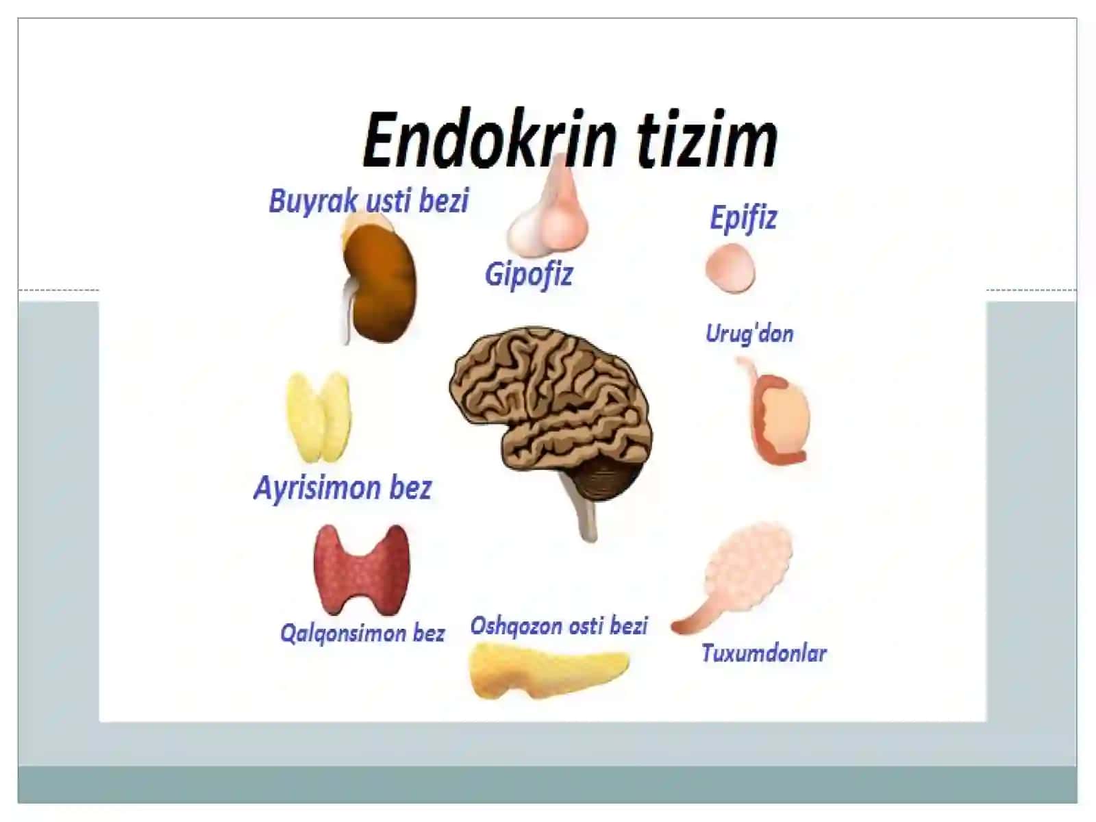 Gormonlarning biologik effekti. Endokrin tizimining boshqarilishi. Gipotalamo-gipofiz artizim 2