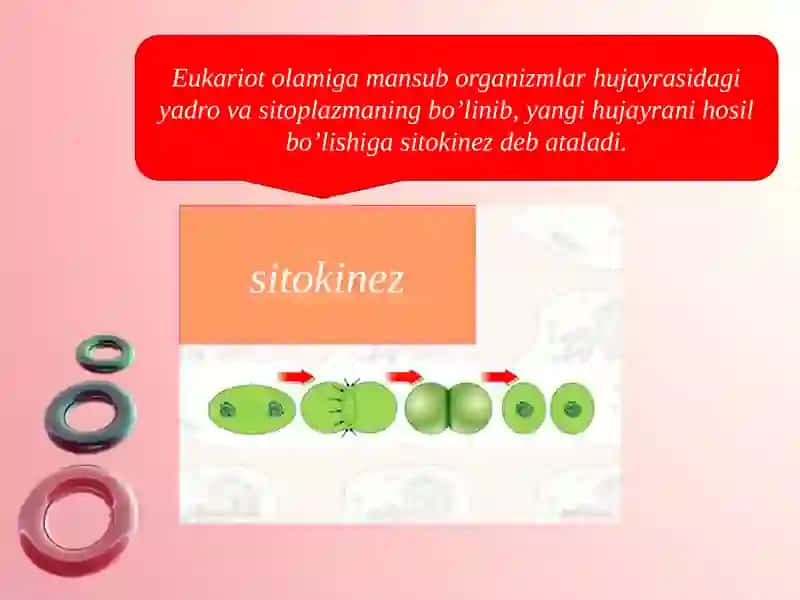 Sitokinez, mitoz va meyoz 2