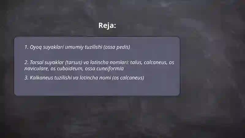 Oyoq suyaklari Haqida malumot va lotincha nomlari 2