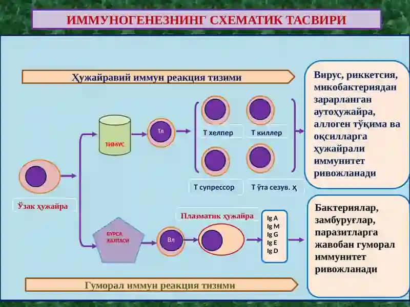 ИММУНОПАТОЛОГИК ЖАРАЁНЛАР. АЛЛЕРГИК ВА АУТОИММУН КАСАЛЛИКЛАР. ИММУН ТАНҚИСЛИГИ” 2