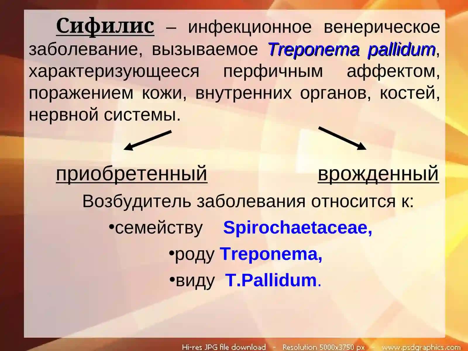 Сифилис– инфекционное венерическое заболевание 2