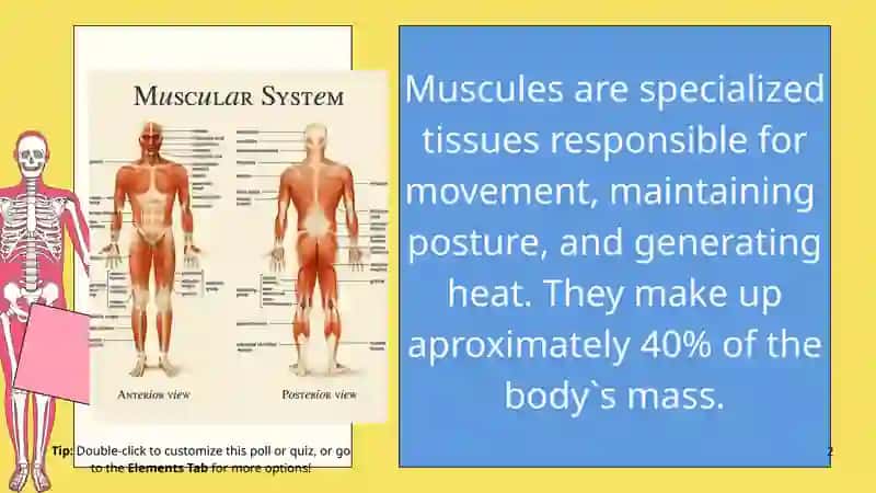 The Muscular system 2