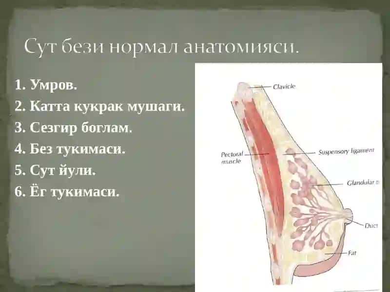 Сут бези саратони 2