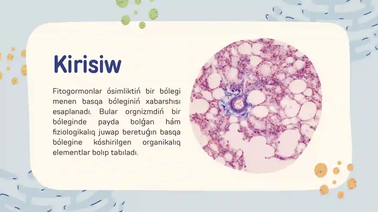 Fitogormonlar hám ósimliklerdıń ósiw regulyatorlarınıń qásiyetleri 2