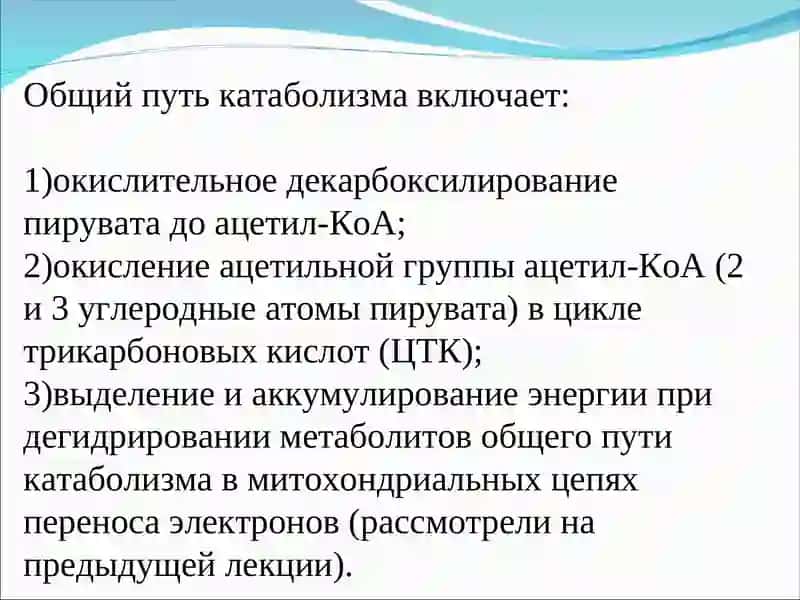 Митохондрия 2