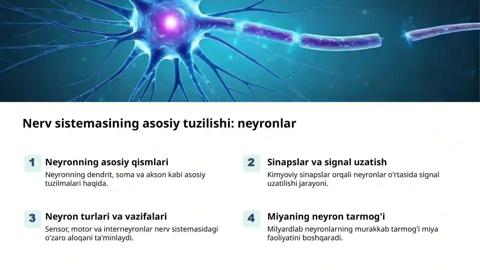 Nerv sistemasi: Tuzilishi va ahamiyati 2