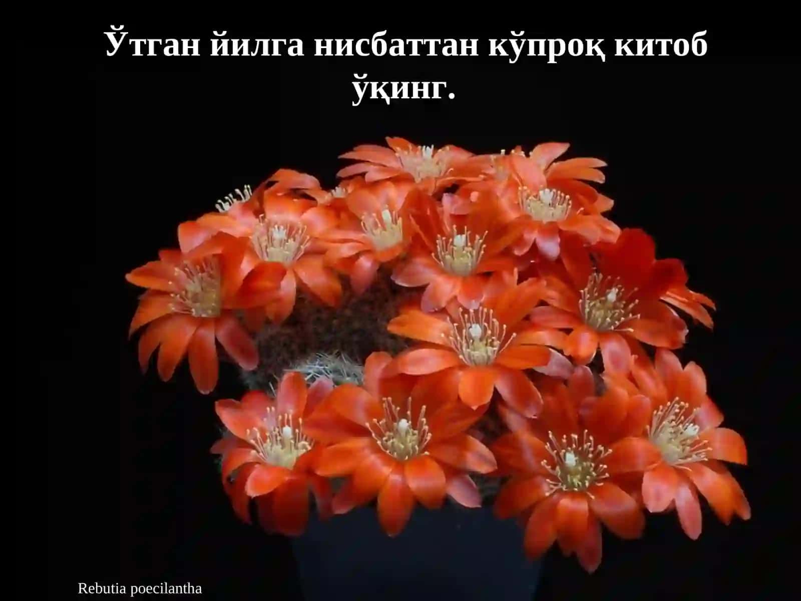 Rebutia poecilantha, Cochemiea poselgeri, Echinocereus pectinatus 2