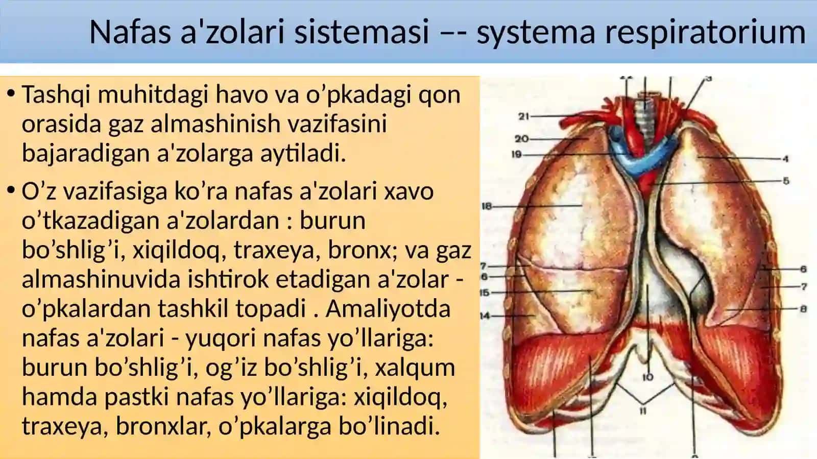 Ayiruvvanafastizimlariningyoshxususiyatlarivagigiyenasi 2