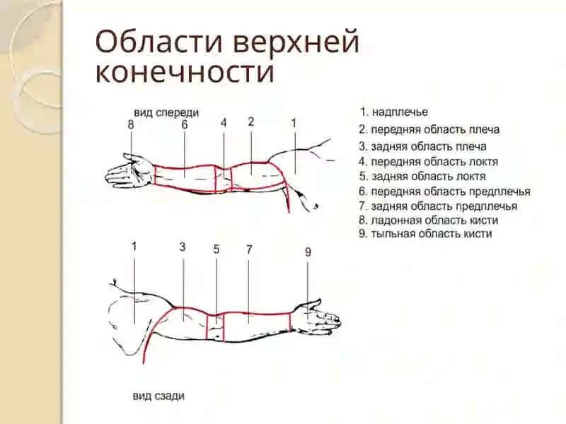 Топографическая анатомия и оперативная хирургия верхней конечности 2