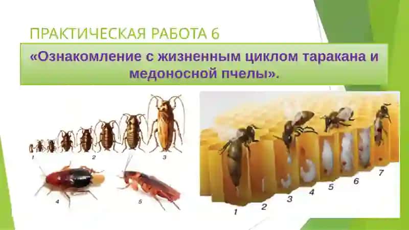 Практическая работа 5. «Изучение жизненного цикла таракана и пчел». 2
