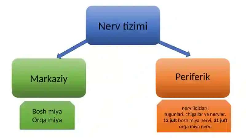 Perifirik nerv tizimi funksional anatomiyasi 2
