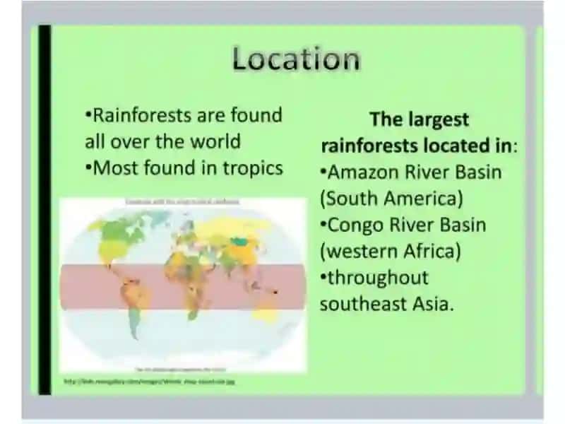 The Rainforest 2