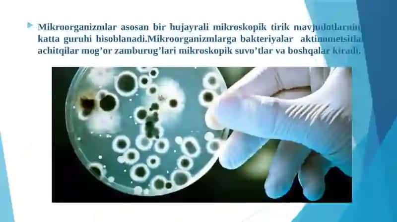 Mikroorganizmlar tabiatda tarqalishi 2