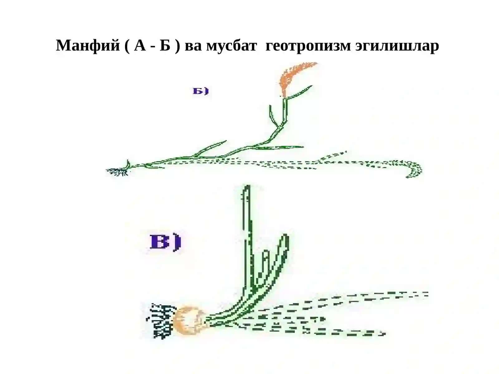 Ўсимликларнинг тиним ҳолатлари ва ҳаракатлари 2