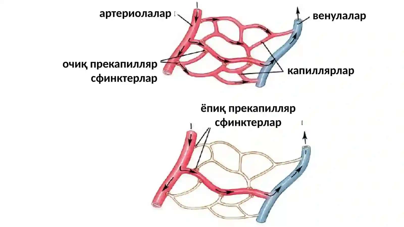Микроциркуляция 2