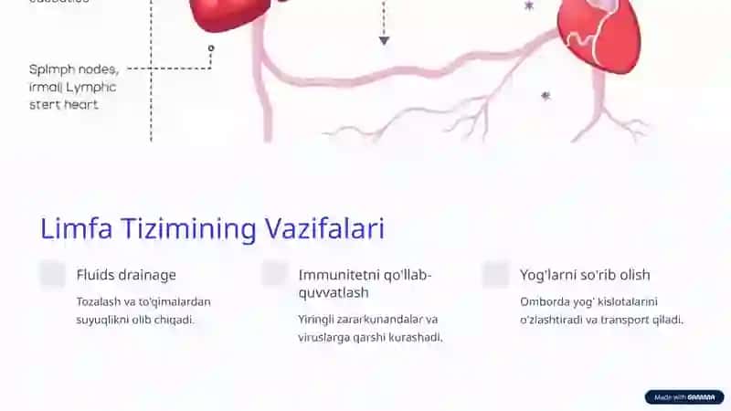 Limfa Sistemasi Anatomiyasi 2