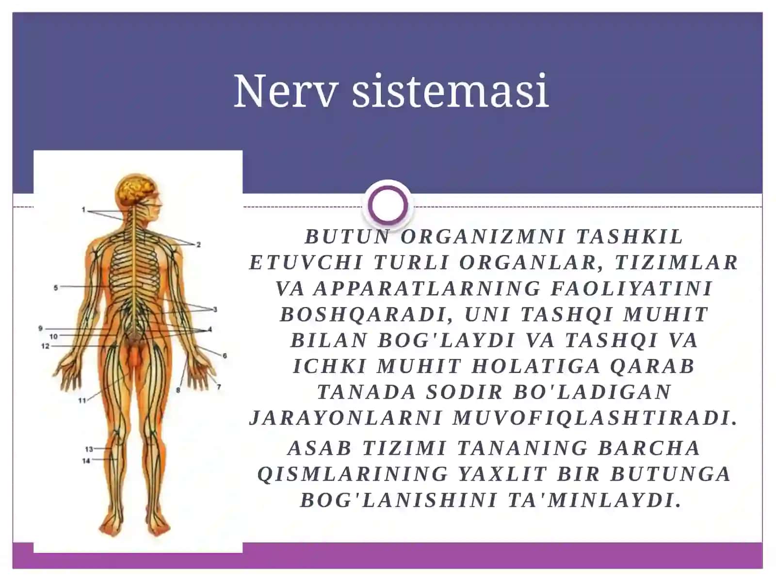 Orqa miya — Anatomiya fanidan prezentatsiya 2