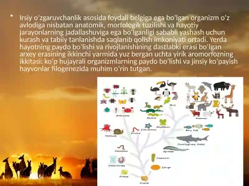 Hayvonotolamidapsixikfunksiyalarevolyutsiyasi.ppt 2