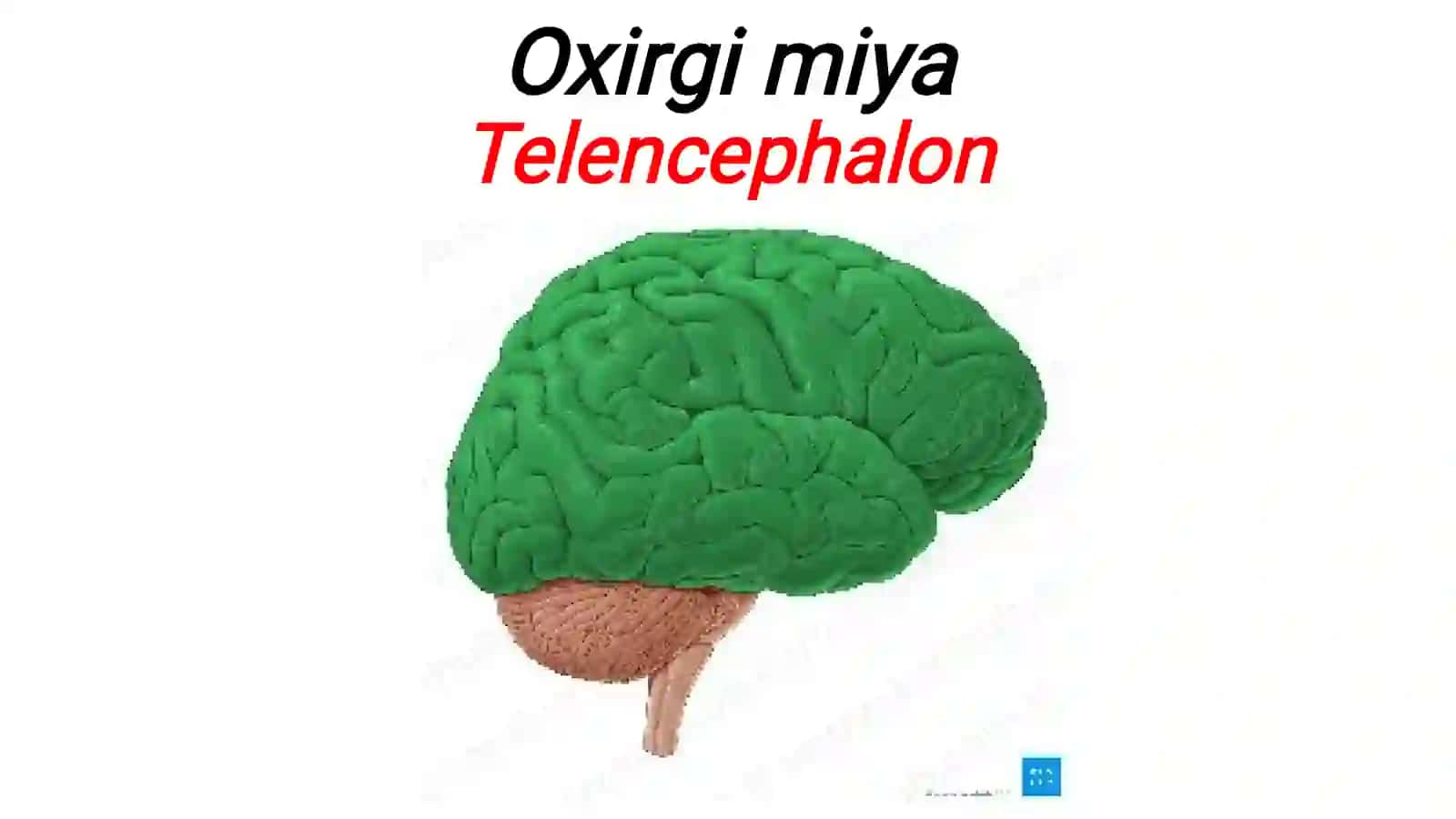Miyapardalari 2