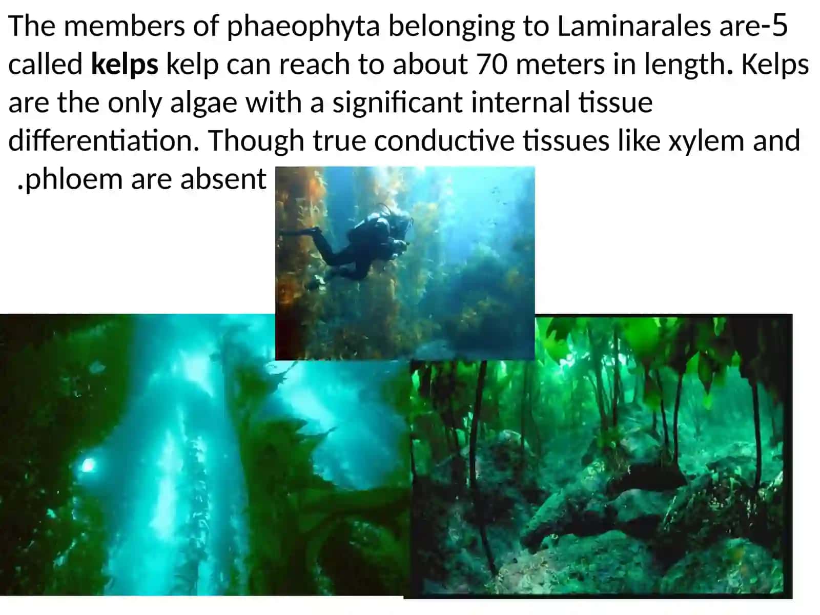 Division Phaeophyta(Brown algae) 2